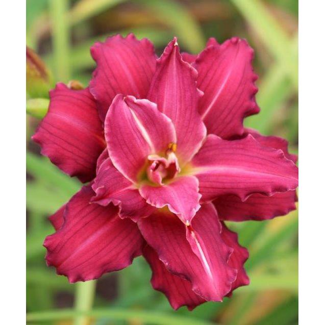 Double Pardon Me Reblooming Daylily - Single Root Division