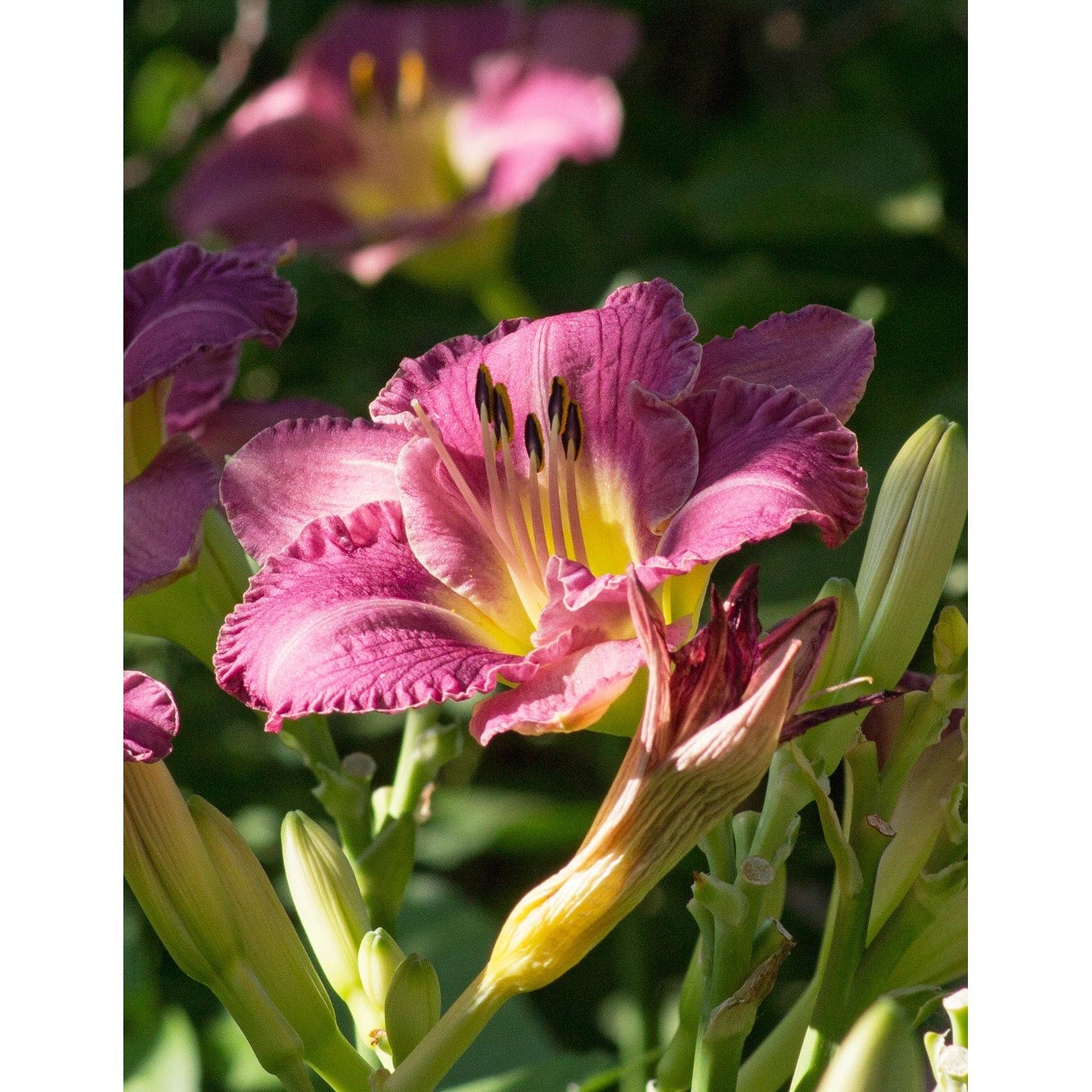Entrapment Eyezone Daylily - 3 root divisions