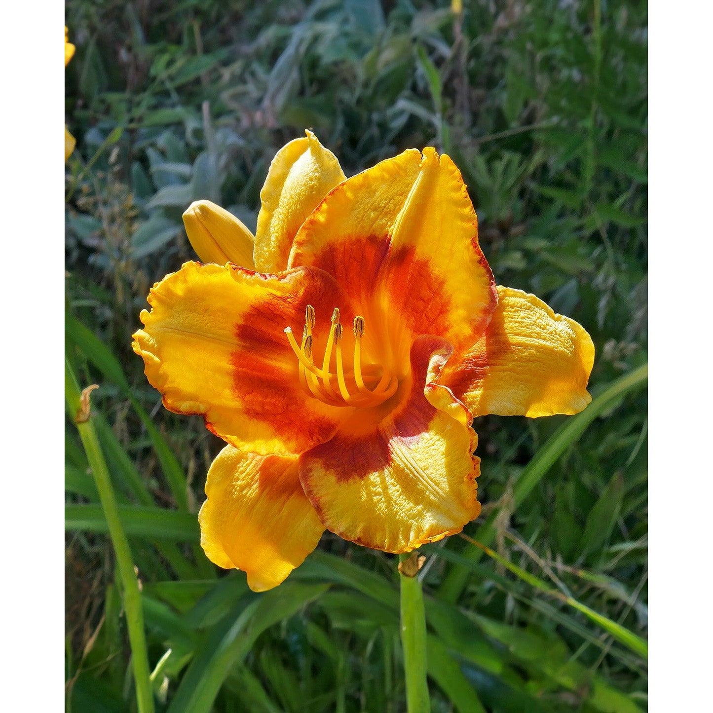 Fooled Me Eyezone Daylily - 3 root divisions