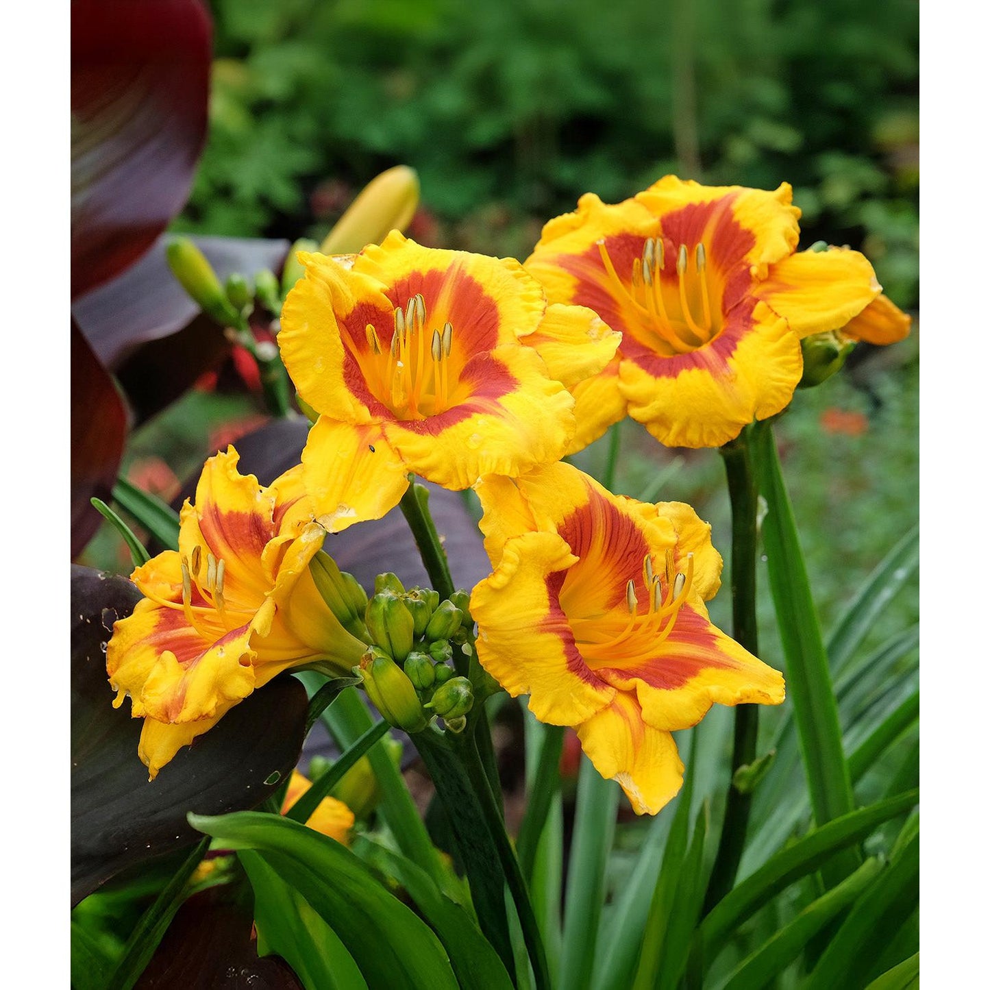 Fooled Me Eyezone Daylily - 3 root divisions