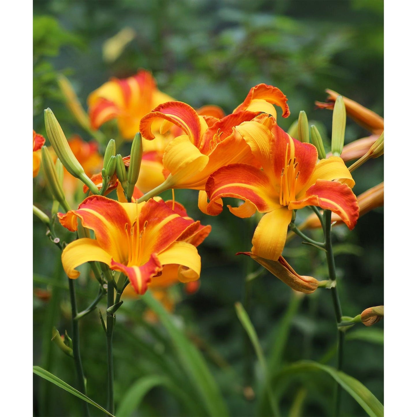 Franz Hals Daylily - 3 root divisions