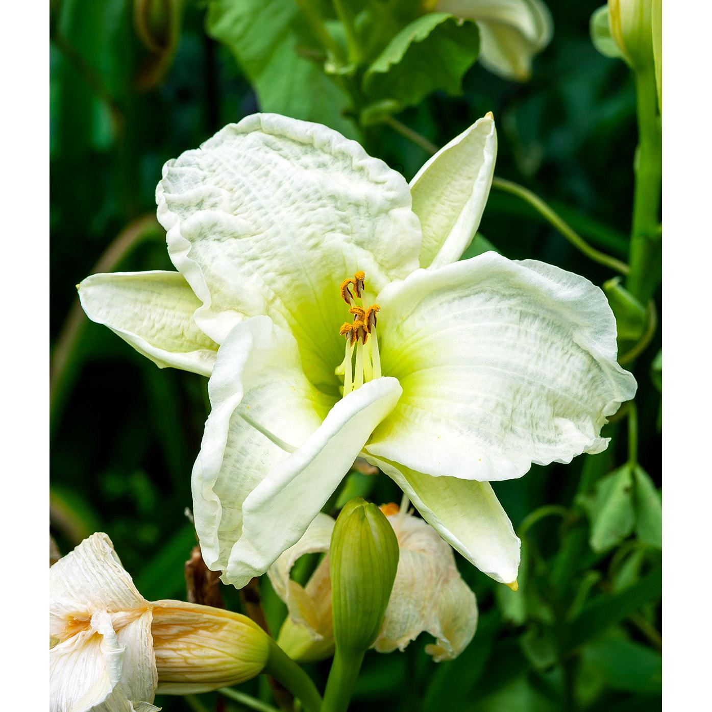 Gentle Shepherd Daylily - 3 root divisions