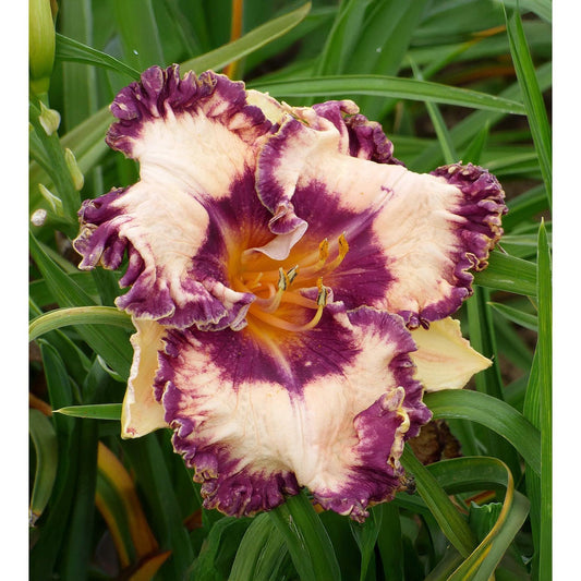 Hanalei Bay Reblooming Daylily - 1 Single Fan Division