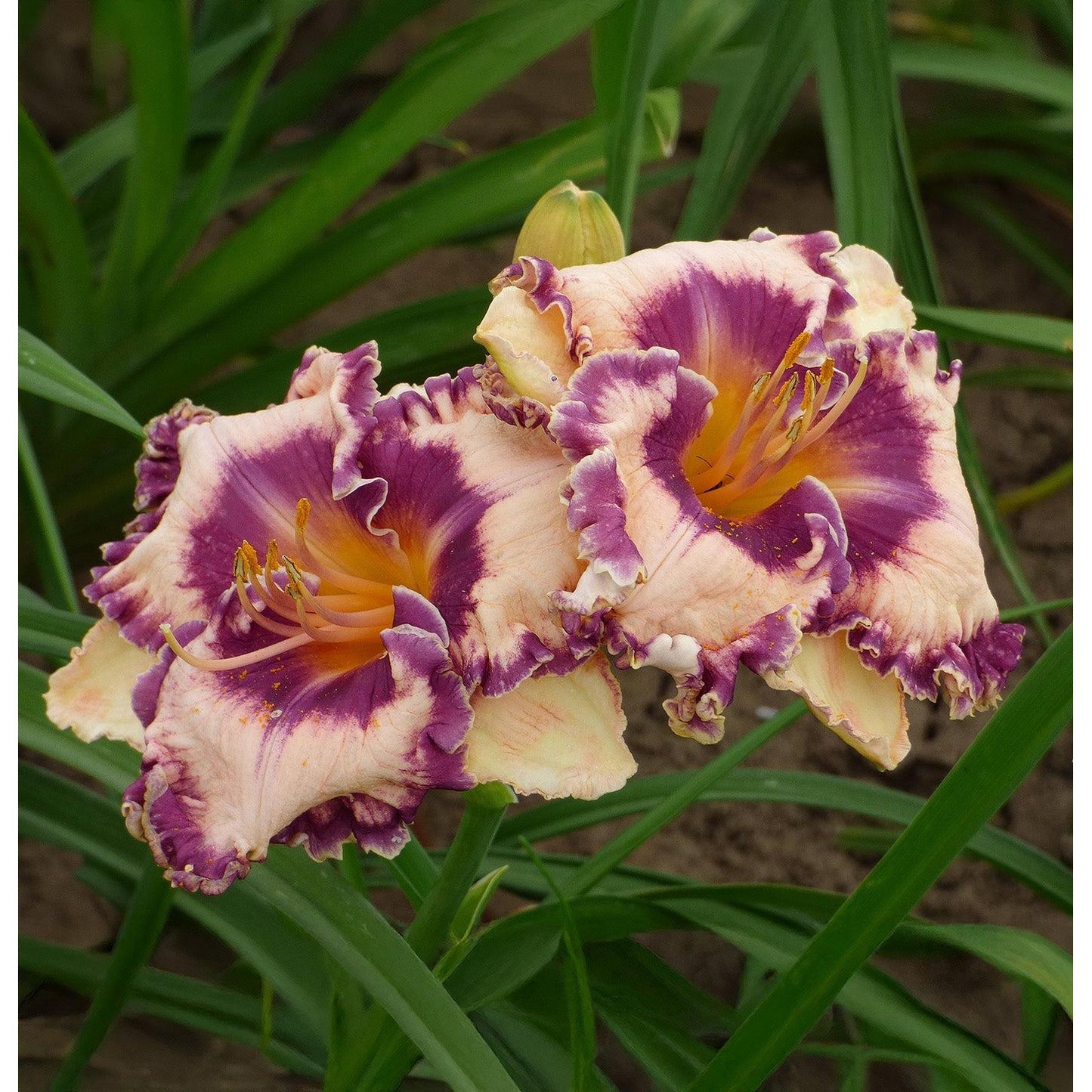 Hanalei Bay Reblooming Daylily - 1 Single Fan Division