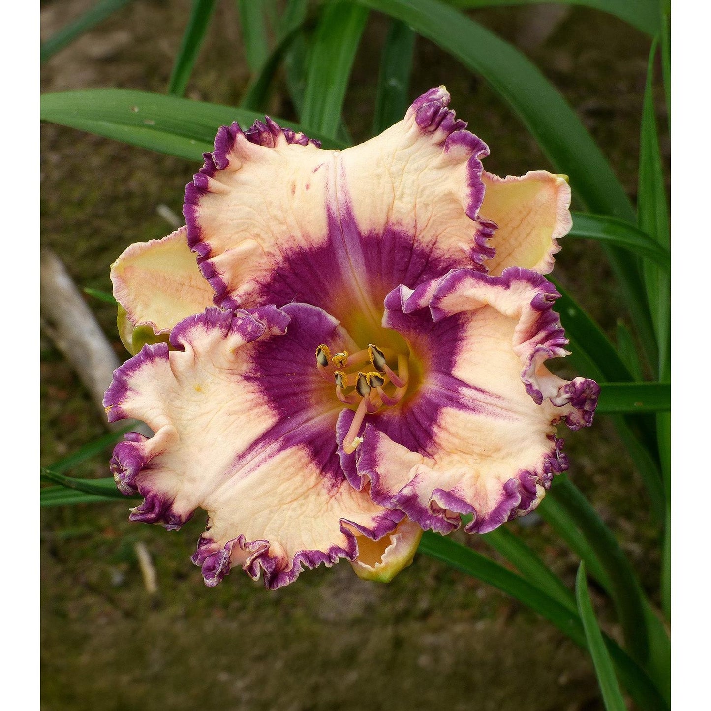 Hanalei Bay Reblooming Daylily - 1 Single Fan Division
