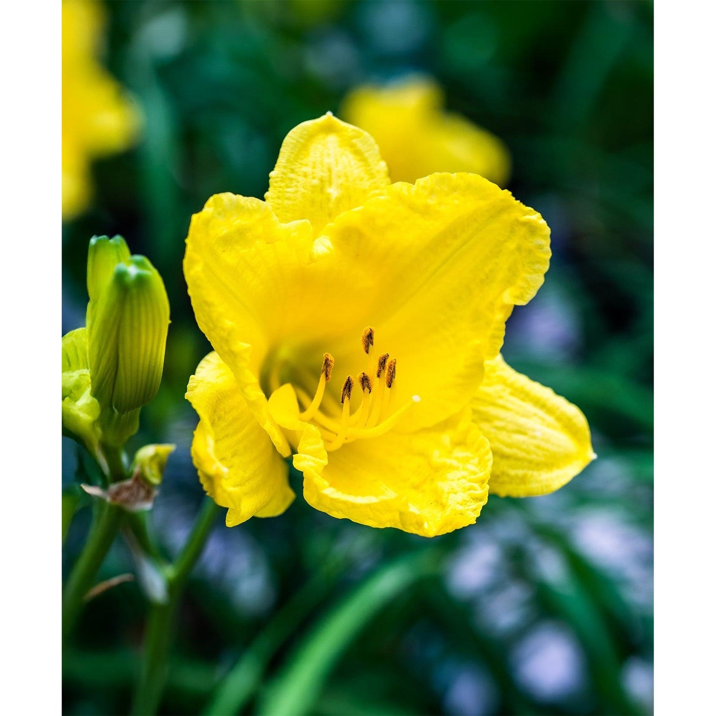 Happy Returns Reblooming Daylily - 3 root divisions