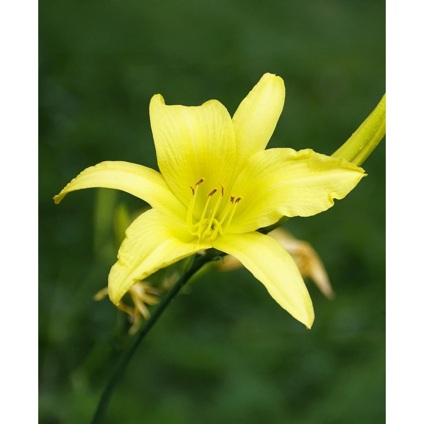 Hyperion Daylily - 3 root divisions