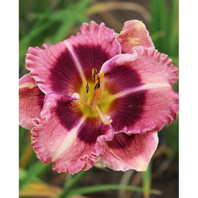 MacBeth Eyezone Daylily - 3 Root Divisions
