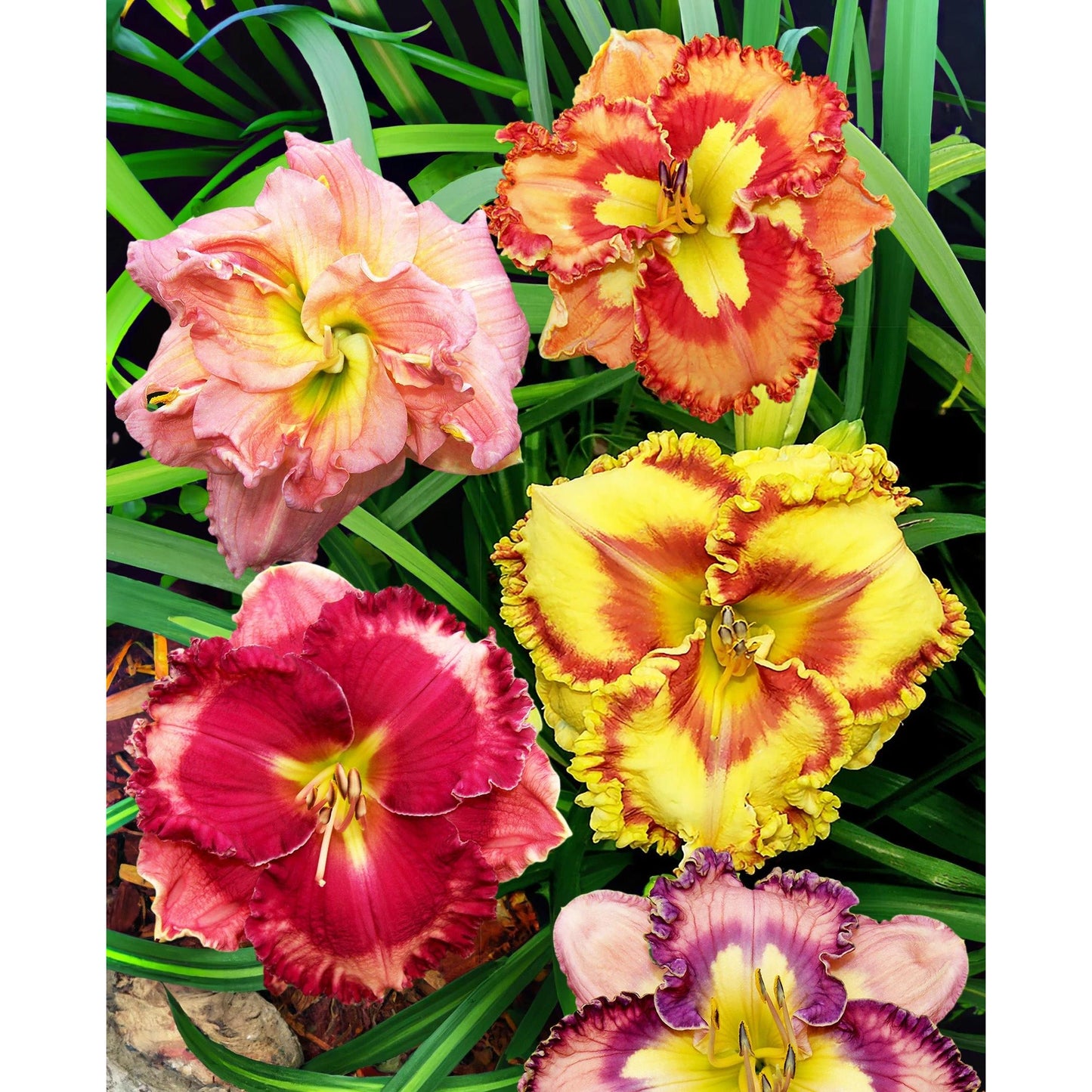 Mixed Daylilies - 5 Single Fan divisions