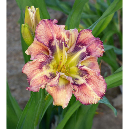 Outer Space Reblooming Daylily - 1 Single Fan Division