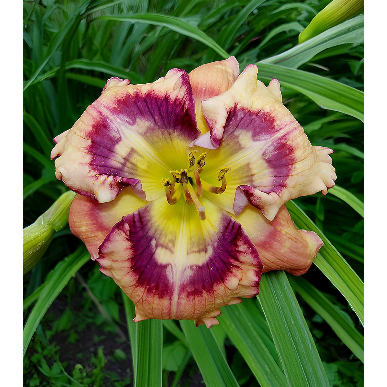 Outer Space Reblooming Daylily - 1 Single Fan Division