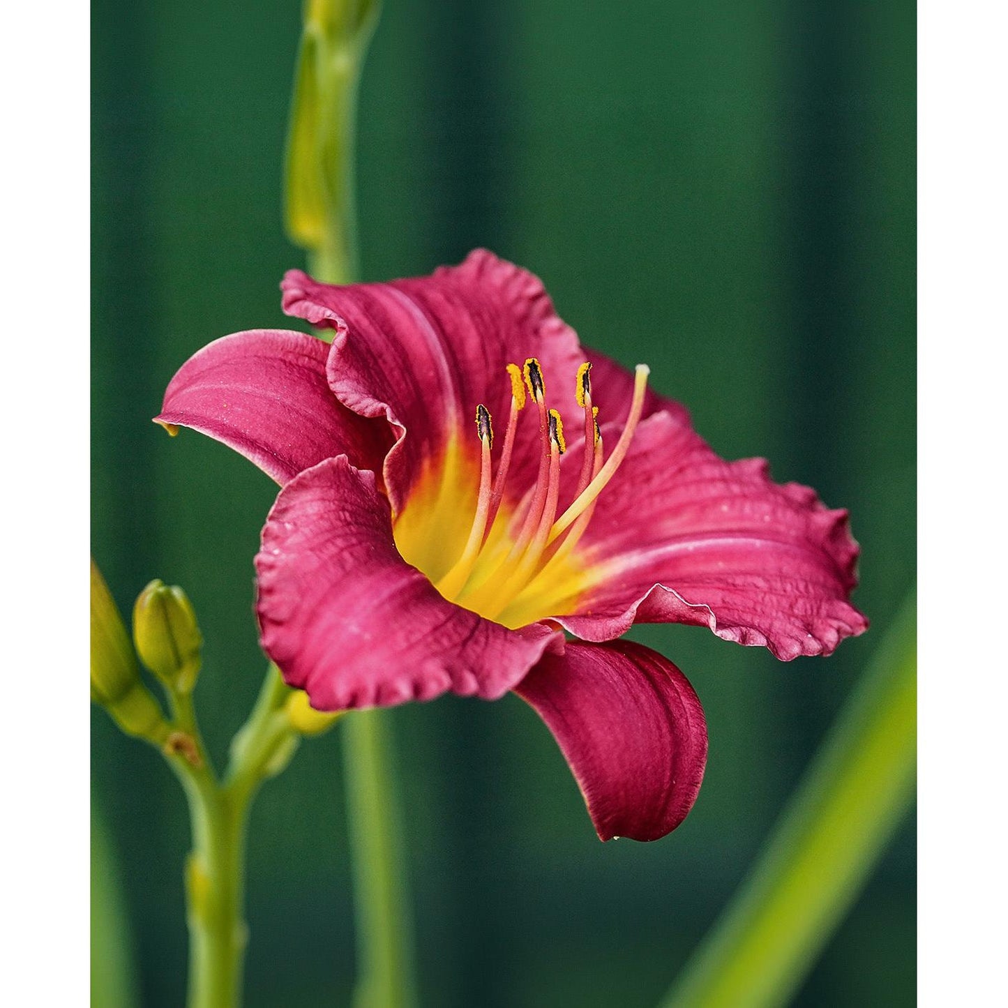 Pardon Me Reblooming Daylily - Single Root Division