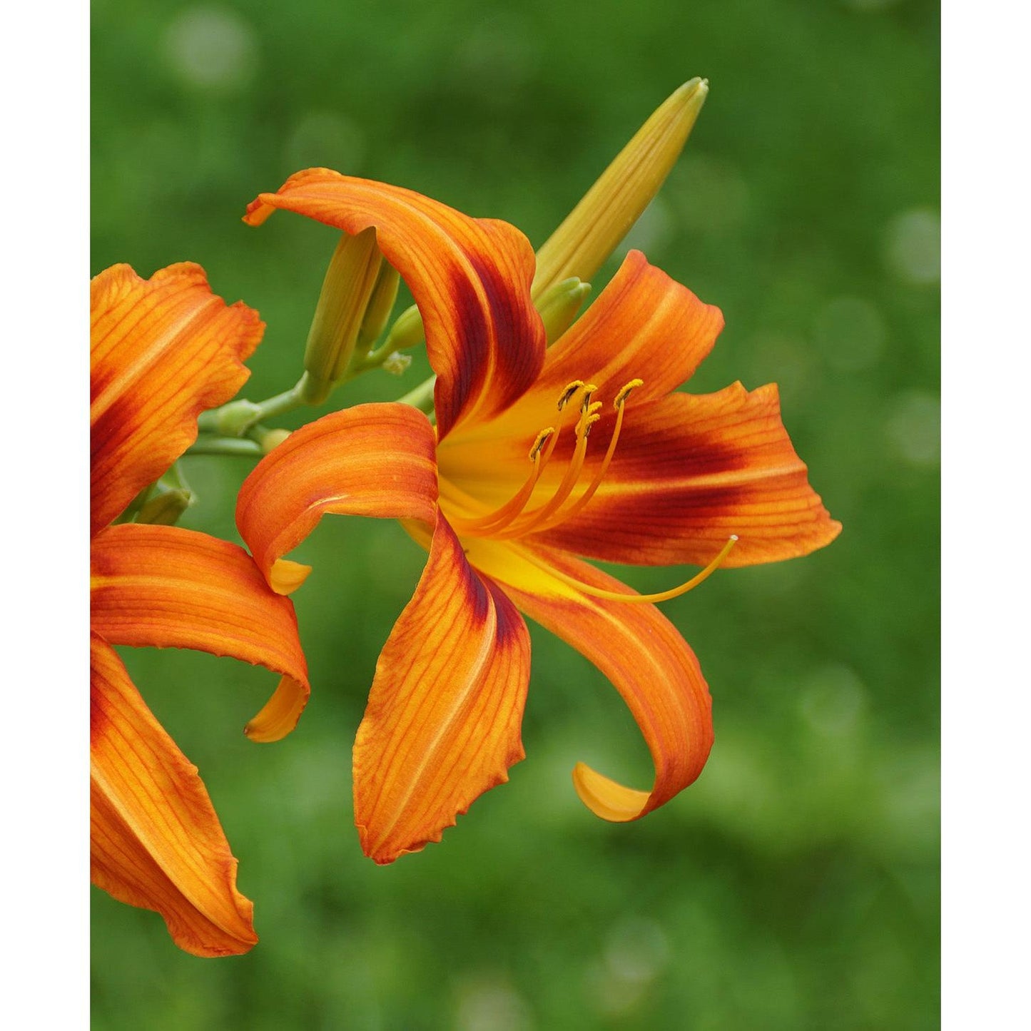Rajah Daylily - 3 root divisions