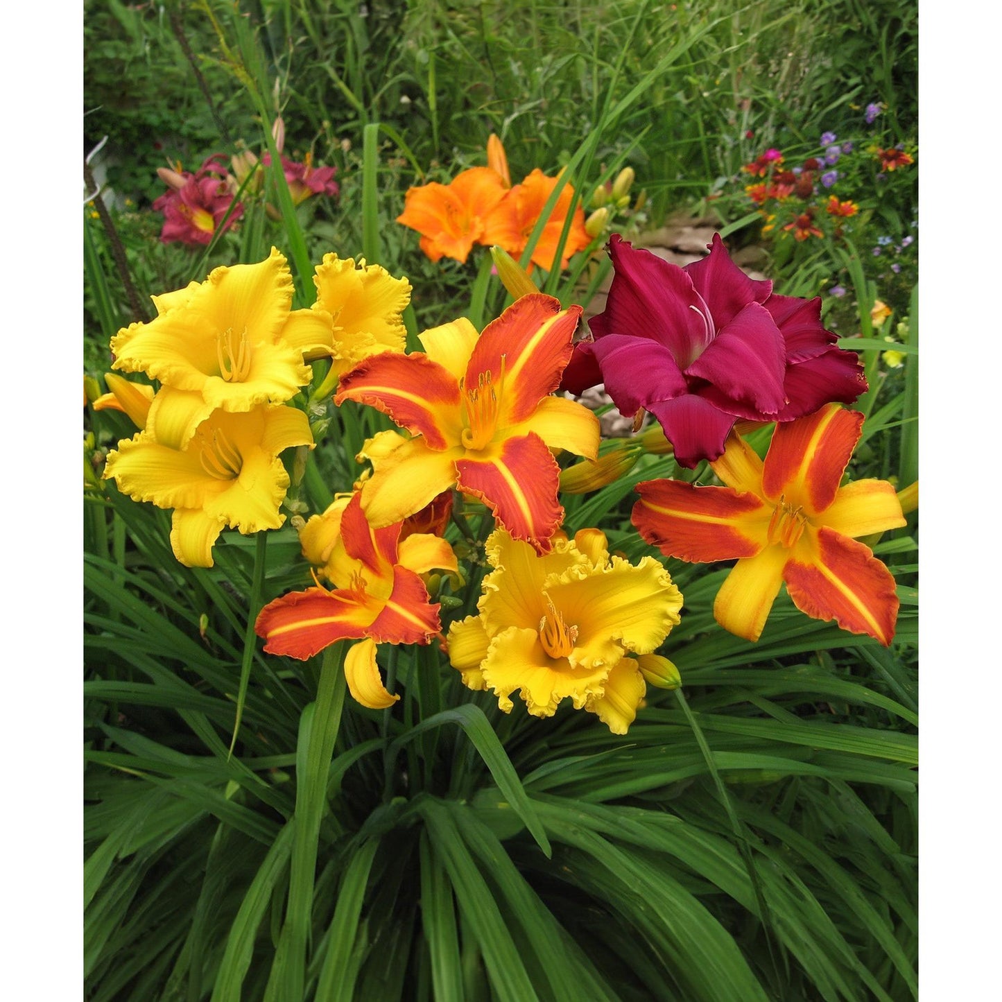 Mixed Reblooming Daylilies - 9 root divisions