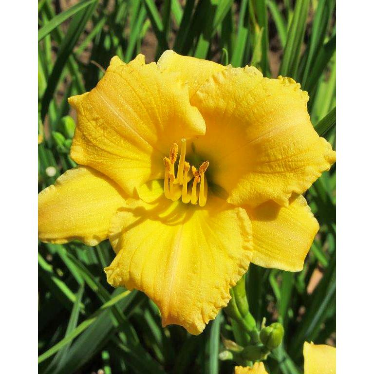Stella Bella Reblooming Daylily - 3 Root Divisions