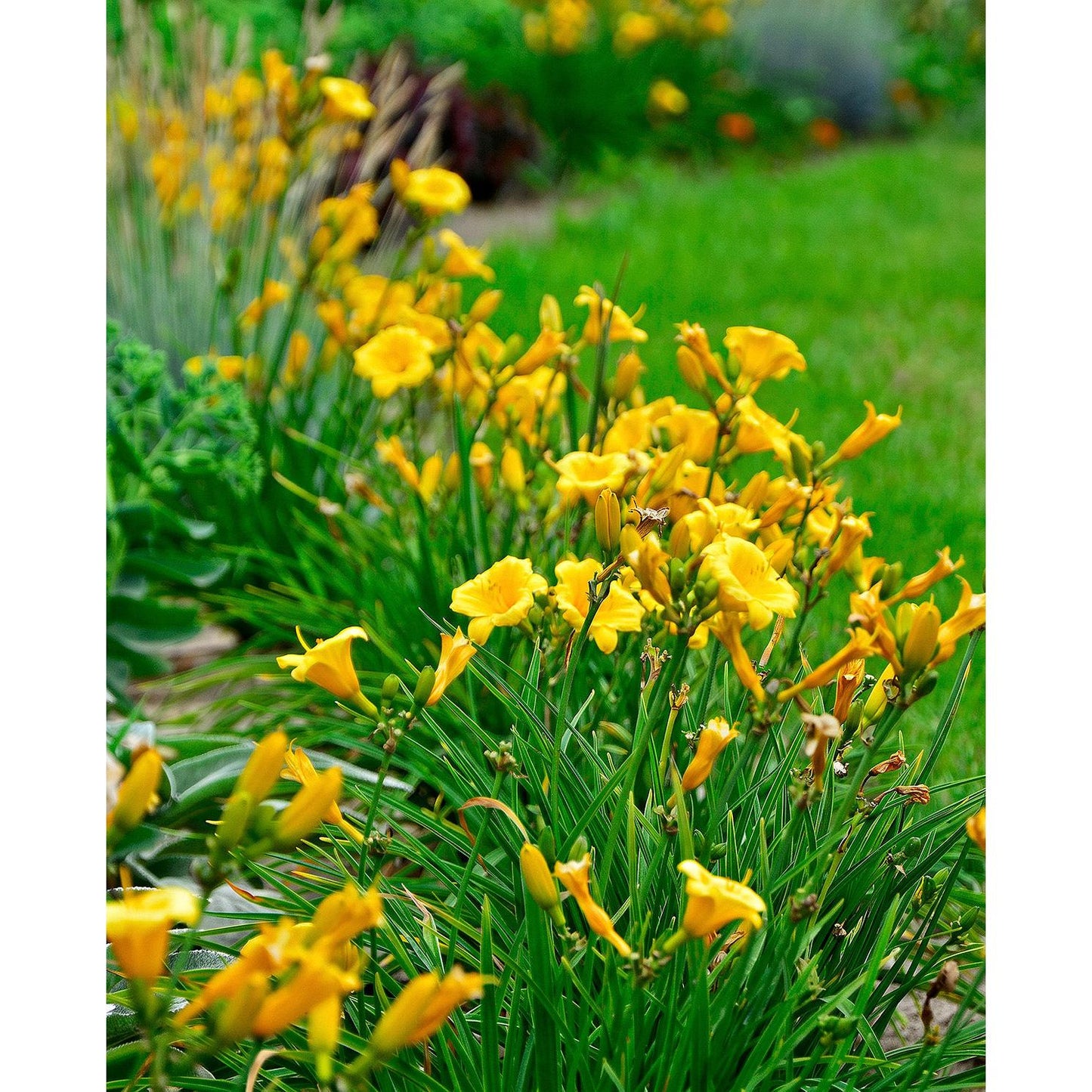 Stella de Oro Reblooming Daylily - 3 root divisions