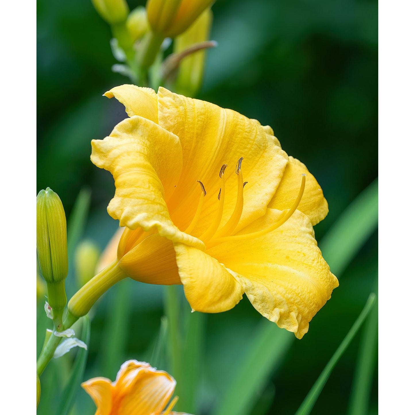 Stella de Oro Reblooming Daylily - 3 root divisions