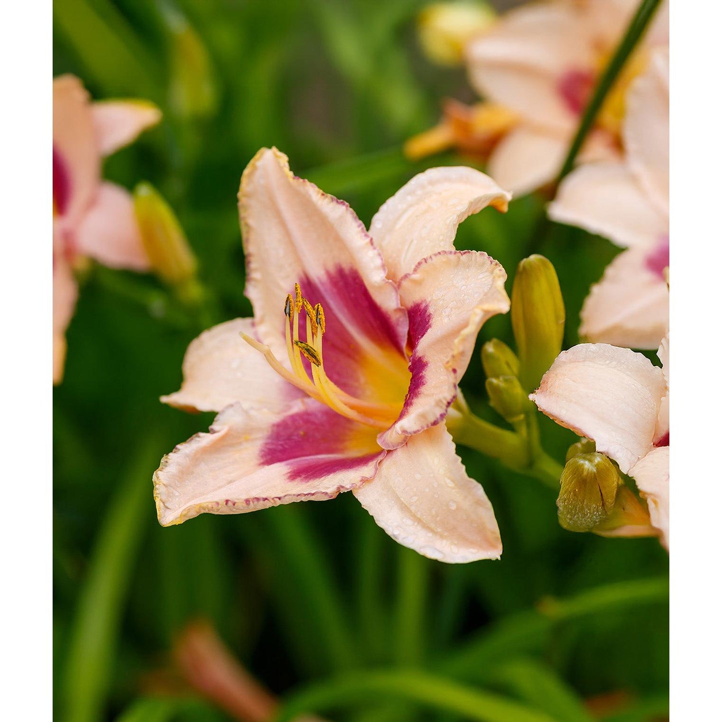 Strawberry Candy Daylilies - 3 root divisions