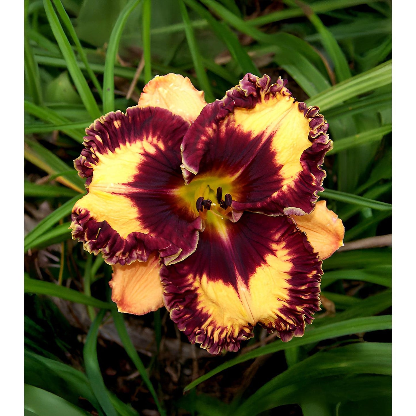 Volcanic Fireworks Reblooming Daylily - 1 Single Fan Division