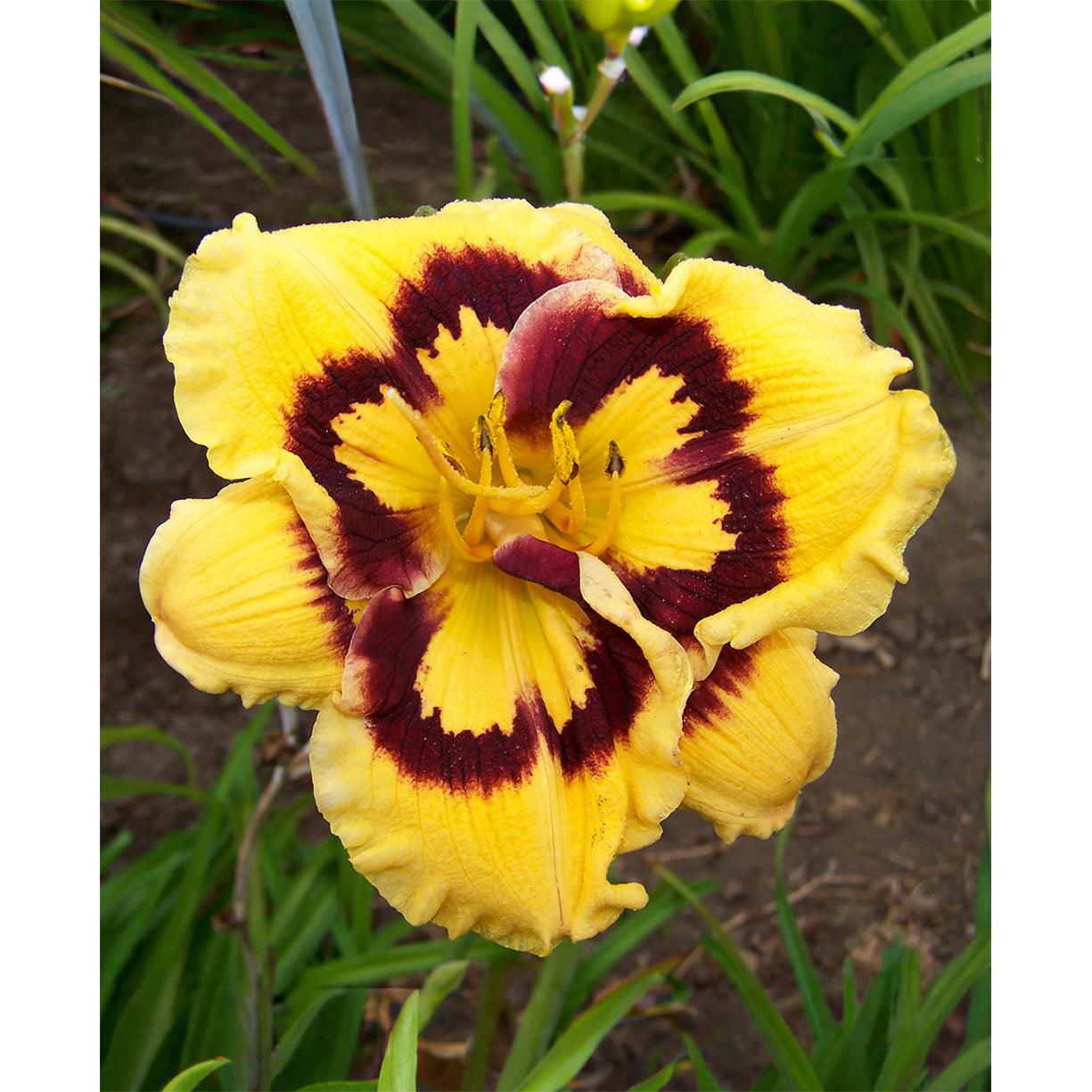 Deep Impact Reblooming Daylily - 1 Single Fan Division
