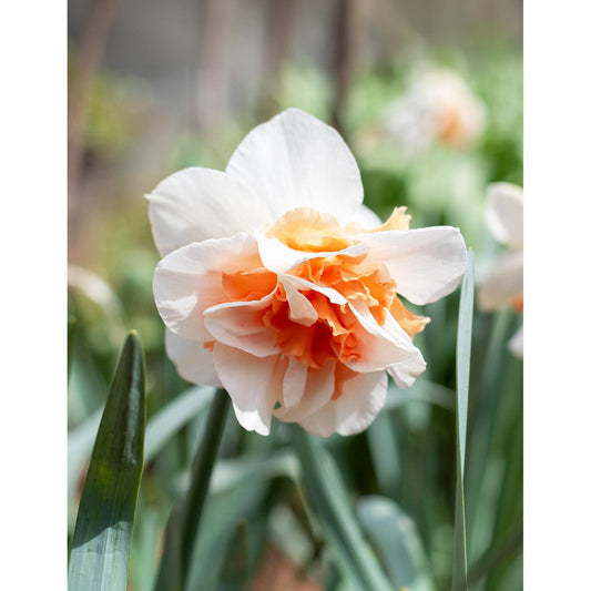 Delnashaugh Double Daffodil - 10 bulbs