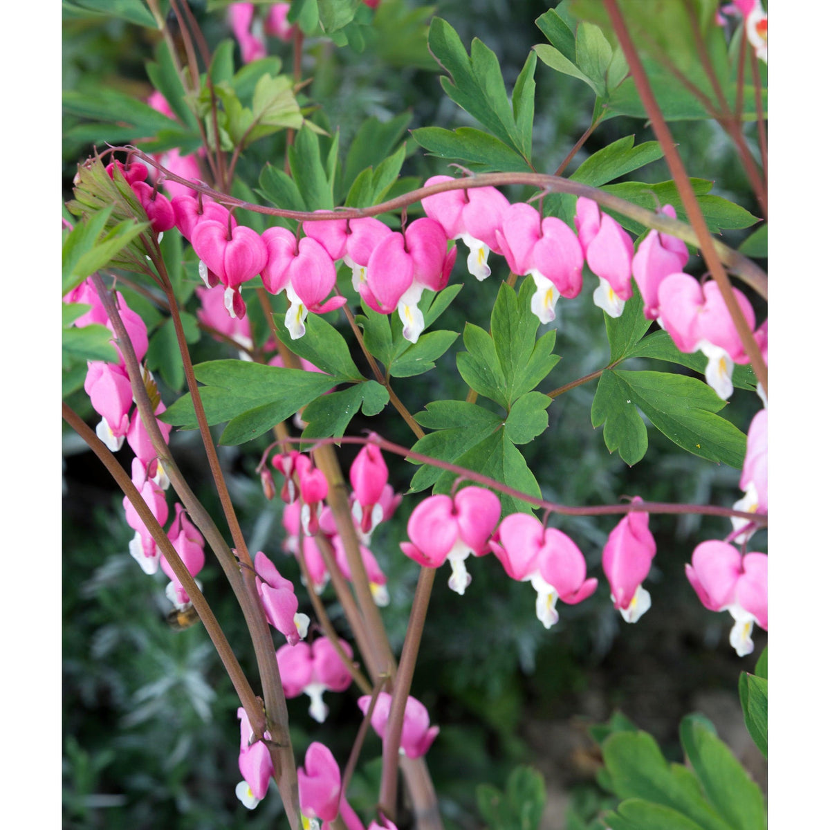 Dicentra Spectabilis - Bleeding Heart - 3 root divisions
