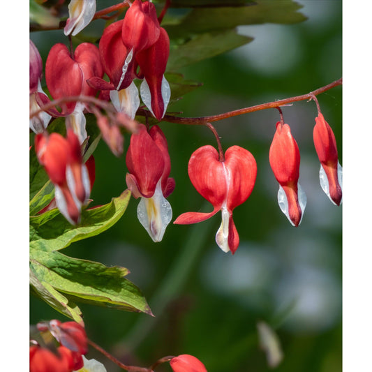 Dicentra Spectabilis - Valentine - 3 root divisions