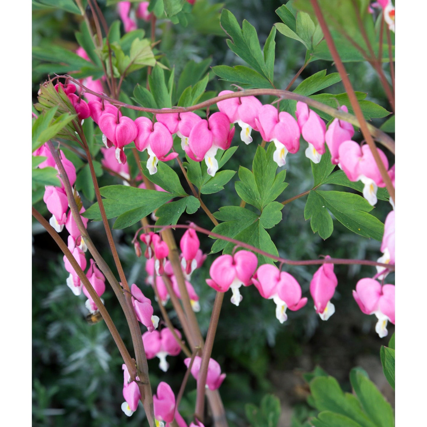 Dicentra Spectabilis - Bleeding Heart - 3 root divisions