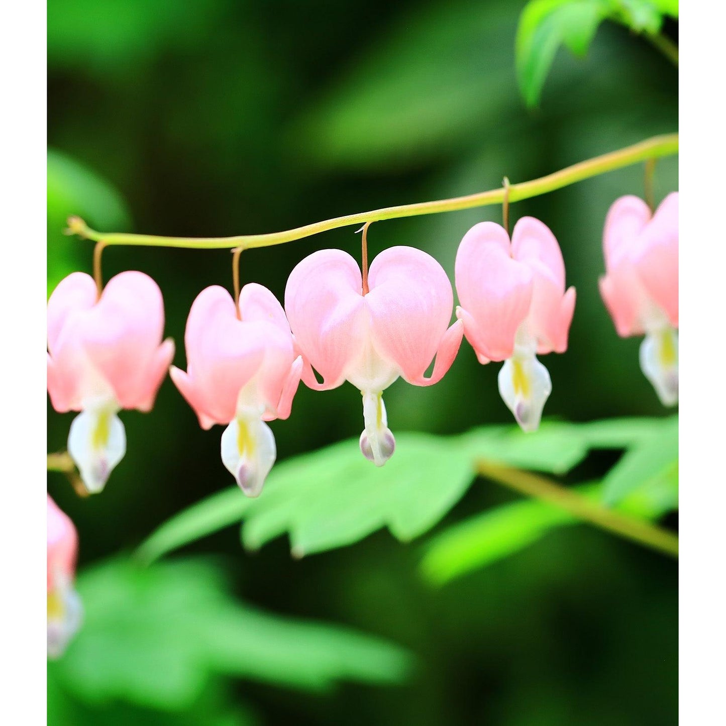 Dicentra Spectabilis - Cupid - 3 root divisions