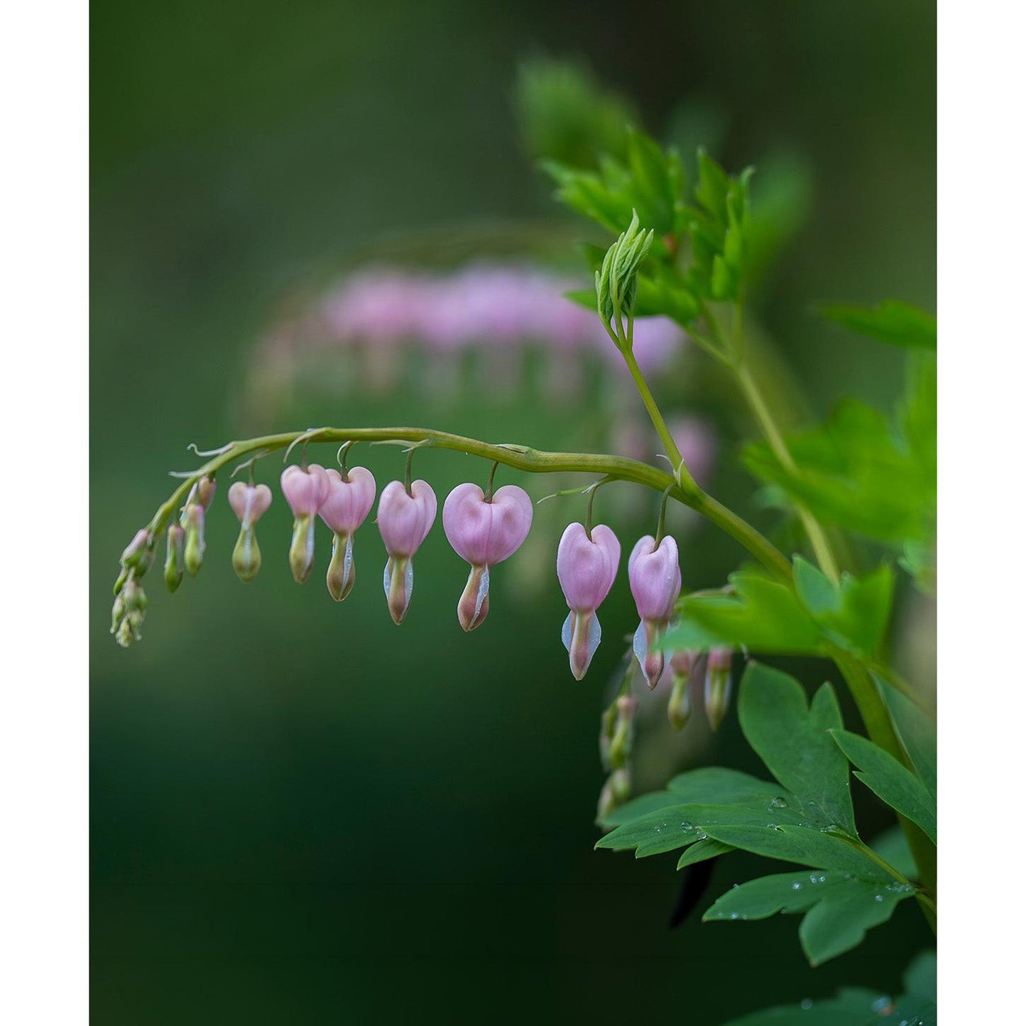 Dicentra Spectabilis - Cupid - 3 root divisions