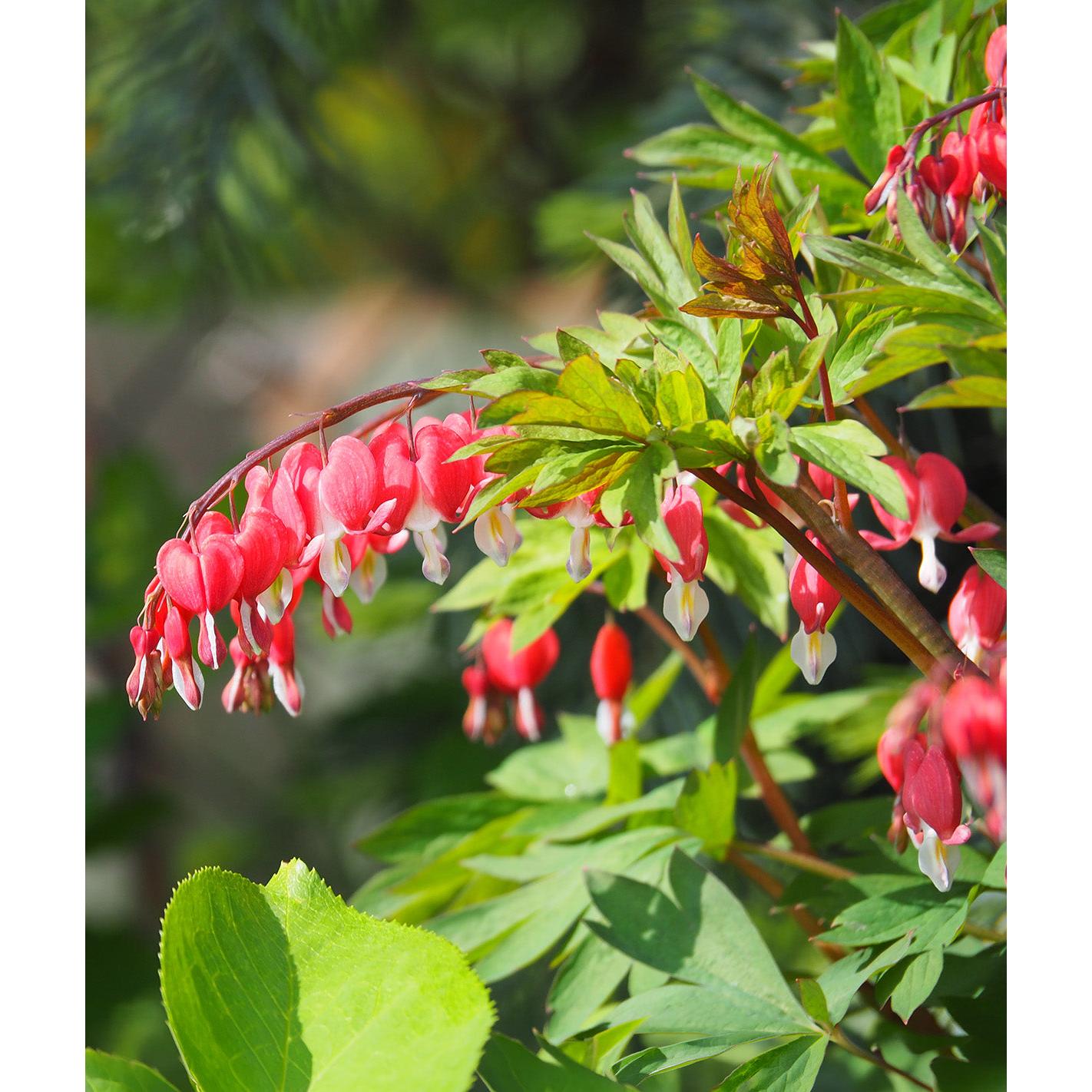 Dicentra Spectabilis - Valentine - 3 root divisions