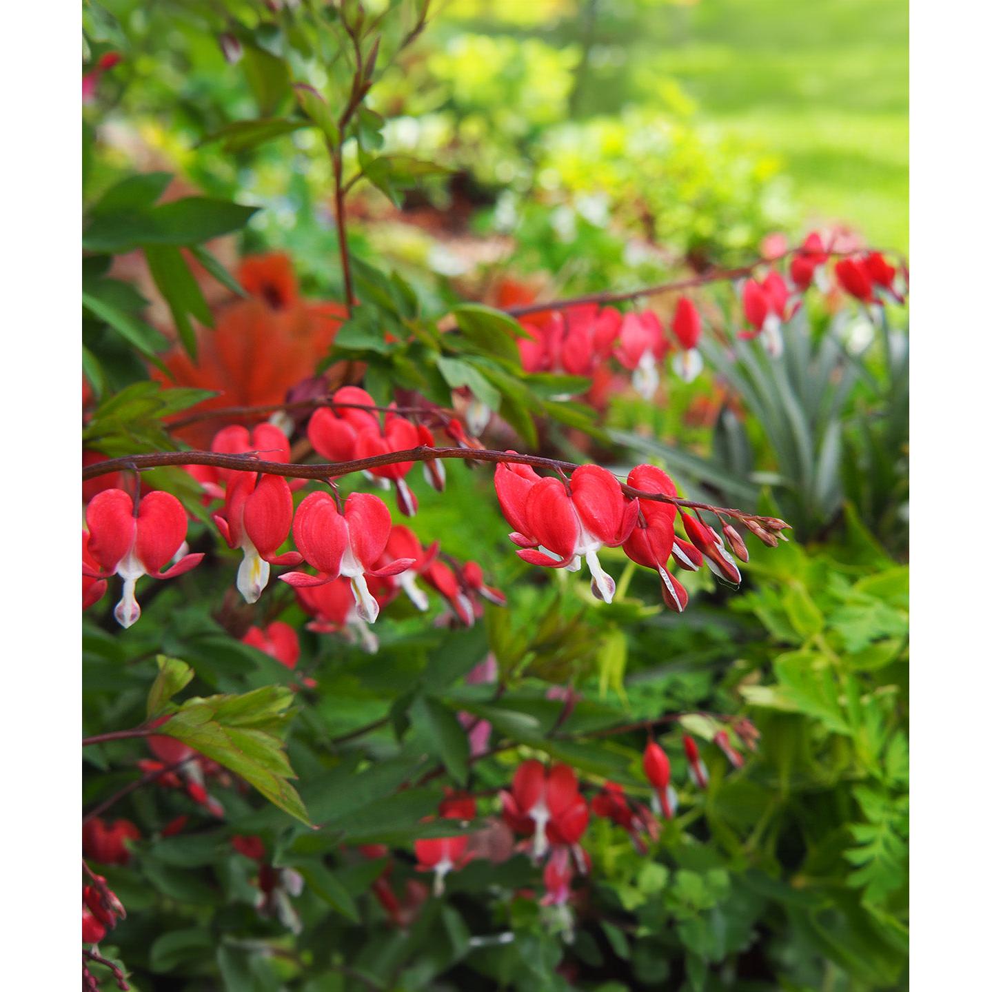 Dicentra Spectabilis - Valentine - 3 root divisions