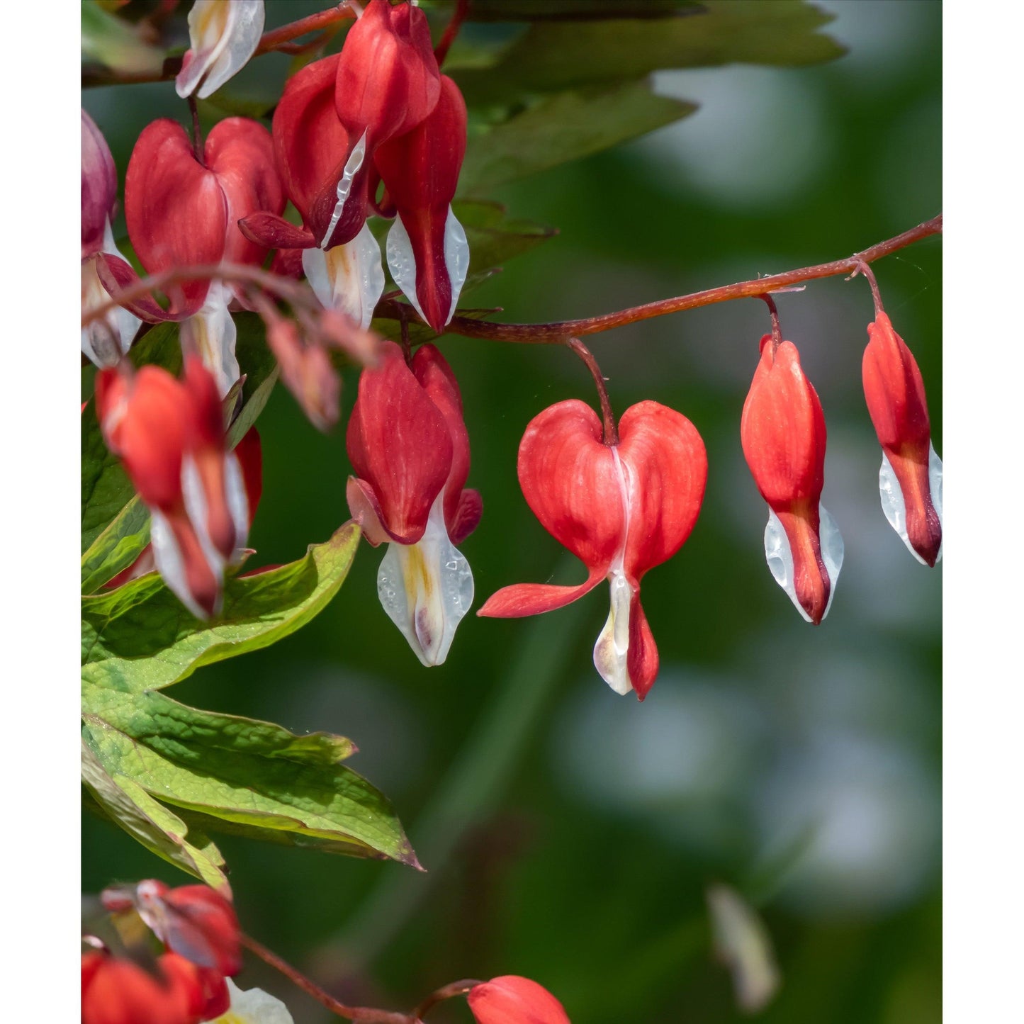 Dicentra Spectabilis - Valentine - 3 root divisions