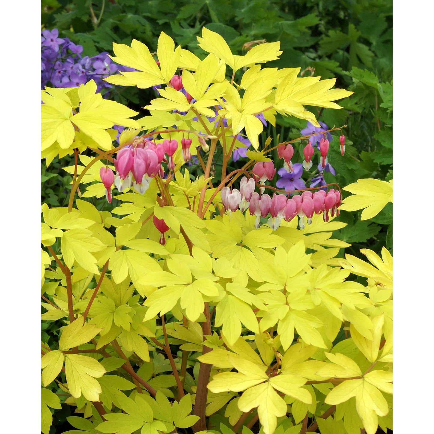 Dicentra Spectabilis - Yellow Leaf - 3 root divisions