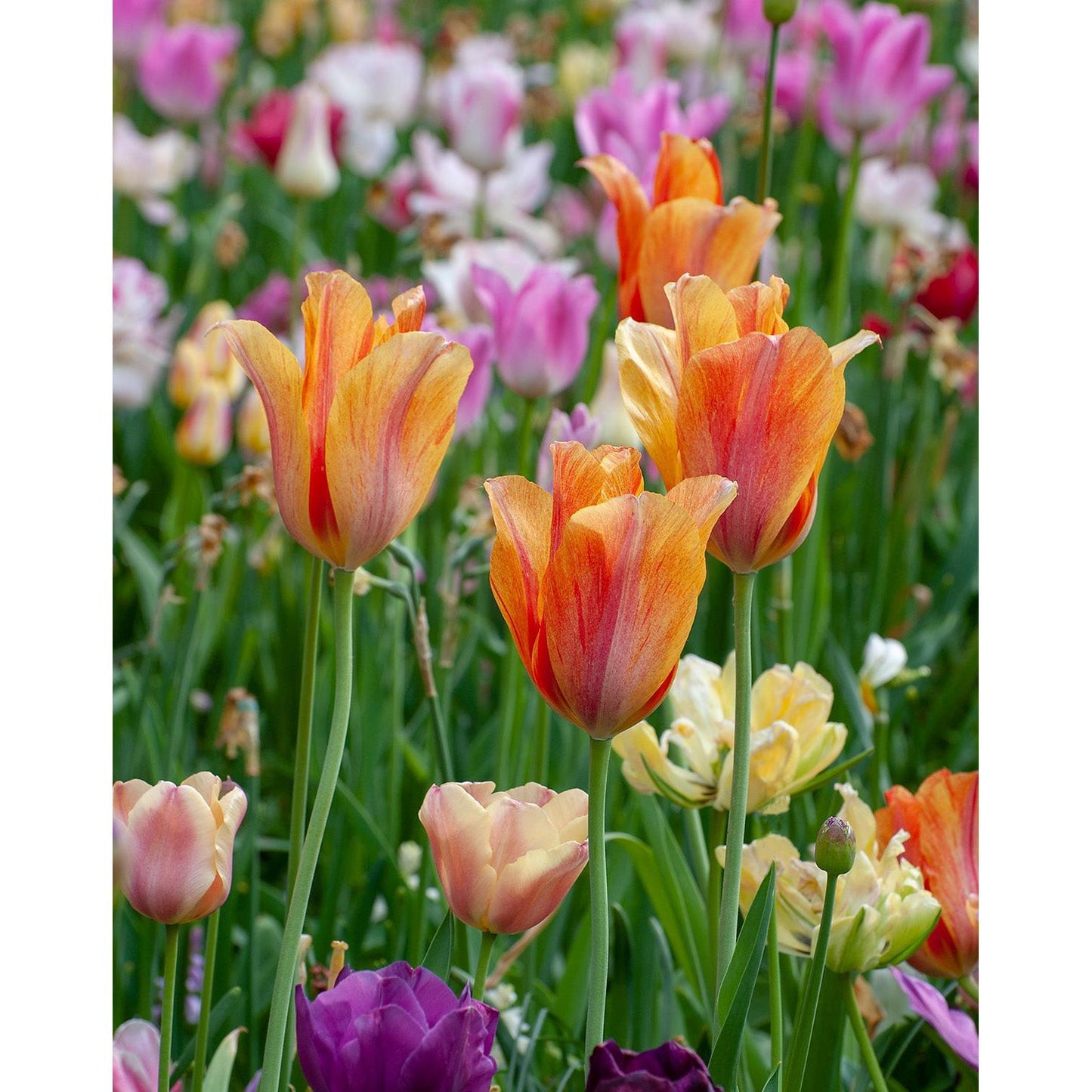 Dordogne Single Late Tulip - 10 bulbs