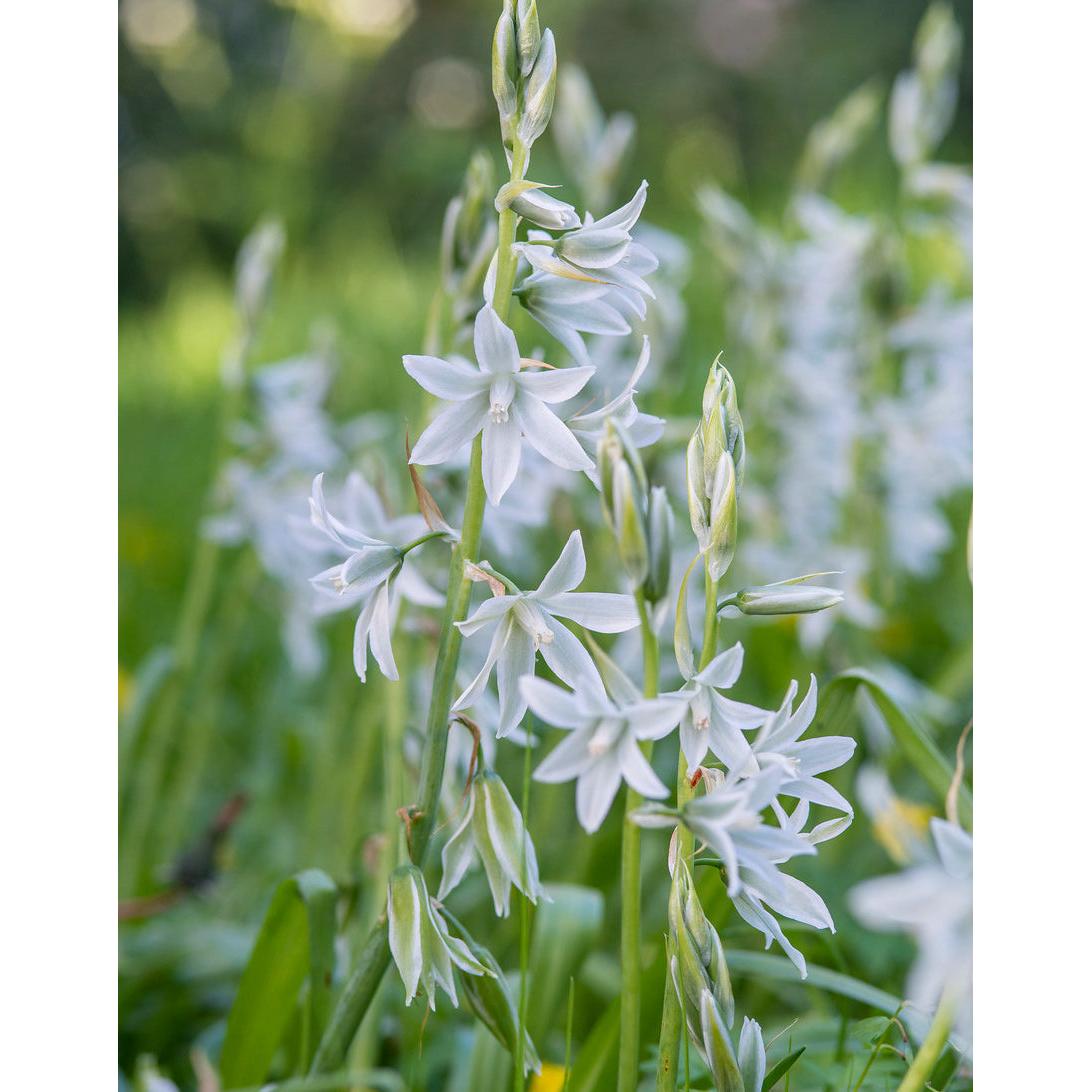 Drooping Star of Bethlehem - 25 bulbs