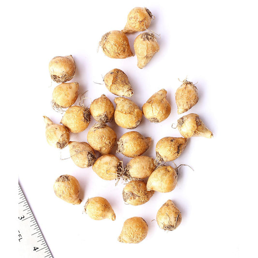 Drooping Star of Bethlehem - 25 bulbs