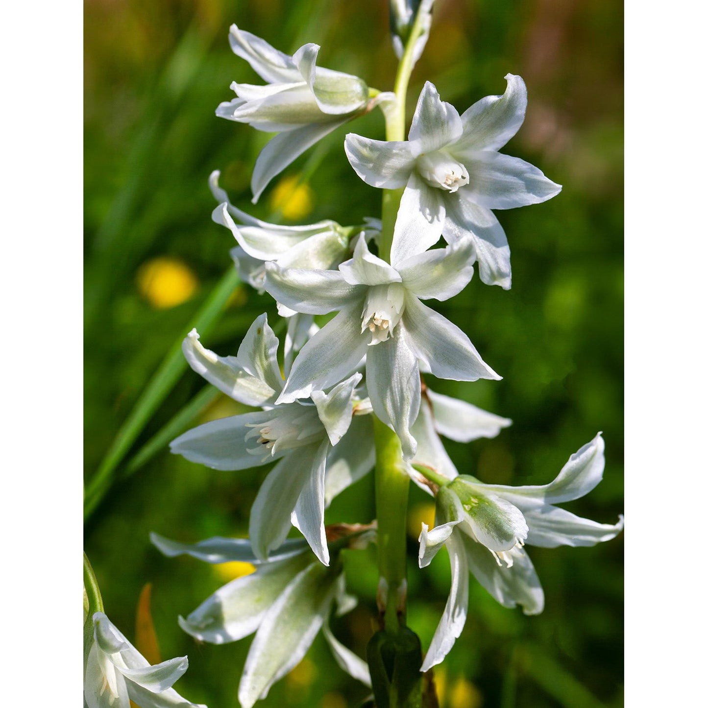 Drooping Star of Bethlehem - 25 bulbs