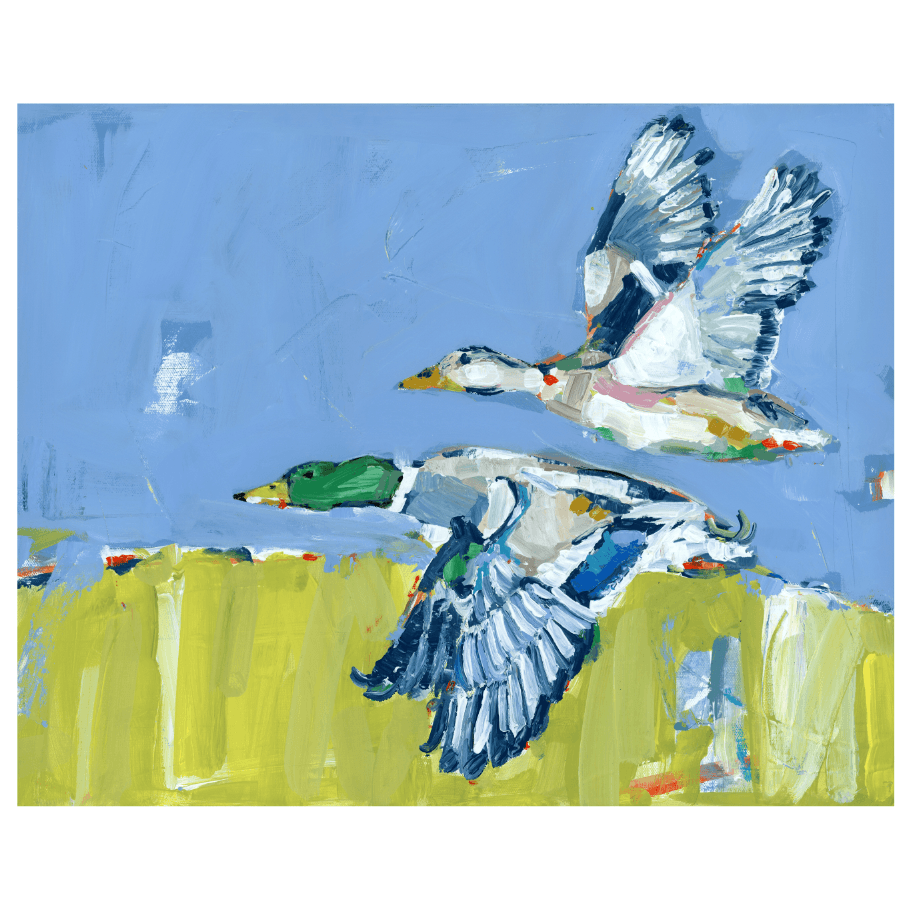 Duck Krausing Mallard Ducks Fine Art Print