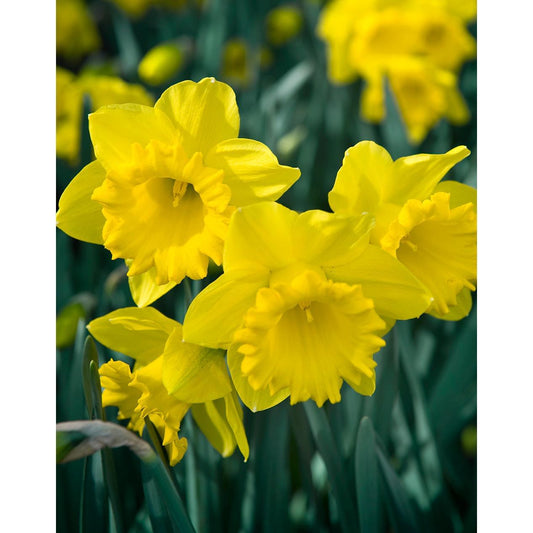 Dutch Master Trumpet Daffodil - 10 bulbs