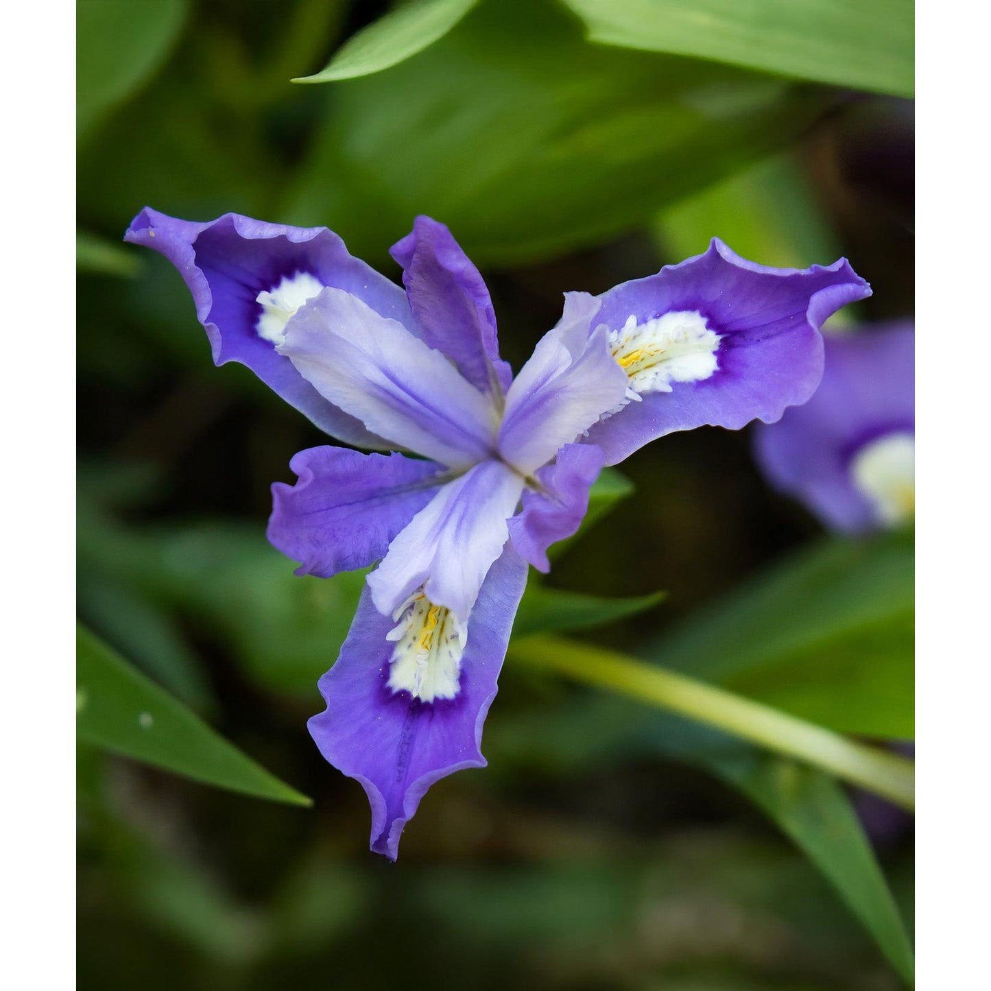 Dwarf Crested Iris - 5 Root Divisions