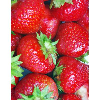 Éclair Junebearer Strawberry - 20 root divisions