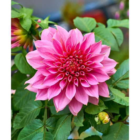 Emory Paul Decorative Dahlia - 3 root divisions