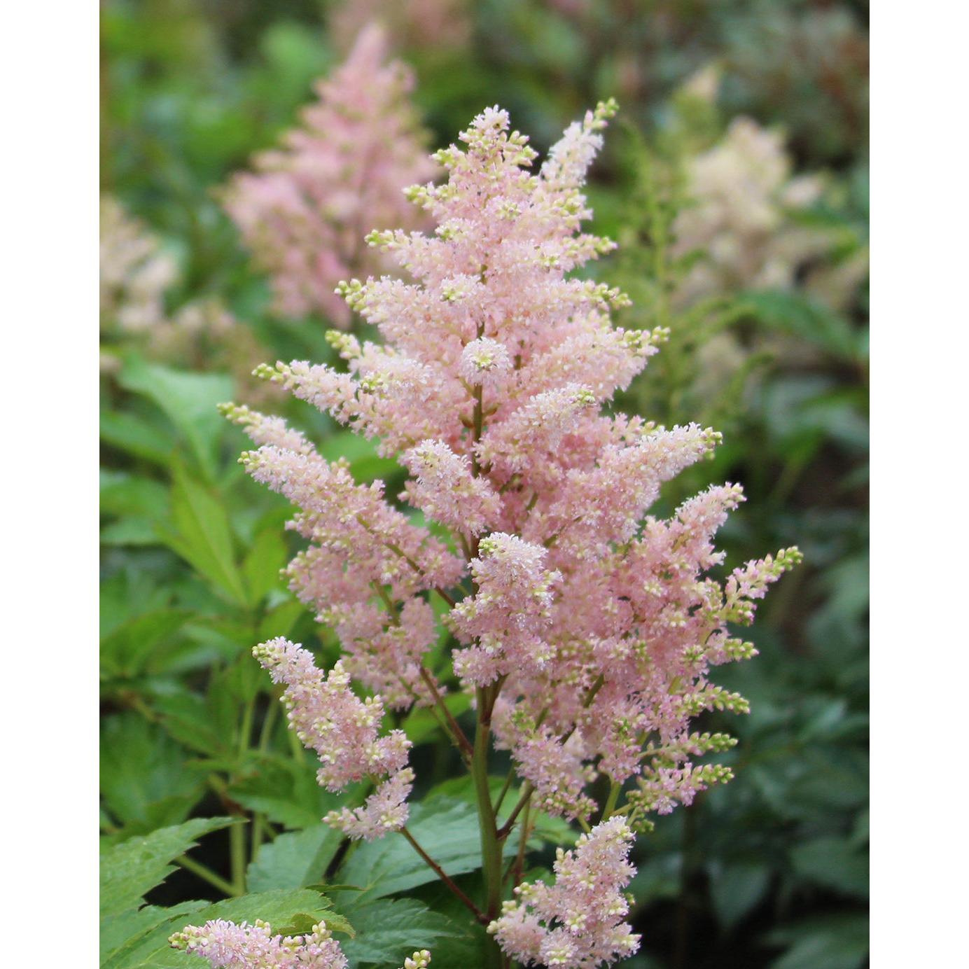 Europa Astilbe - 3 root divisions
