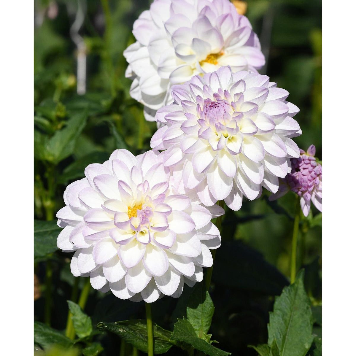Eviline Ball Dahlia - 3 root divisions