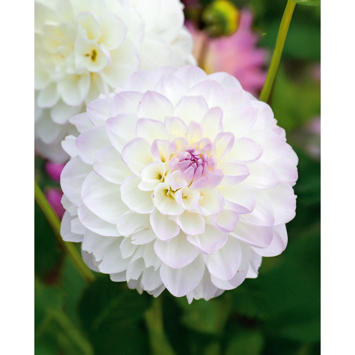 Eviline Ball Dahlia - 3 root divisions