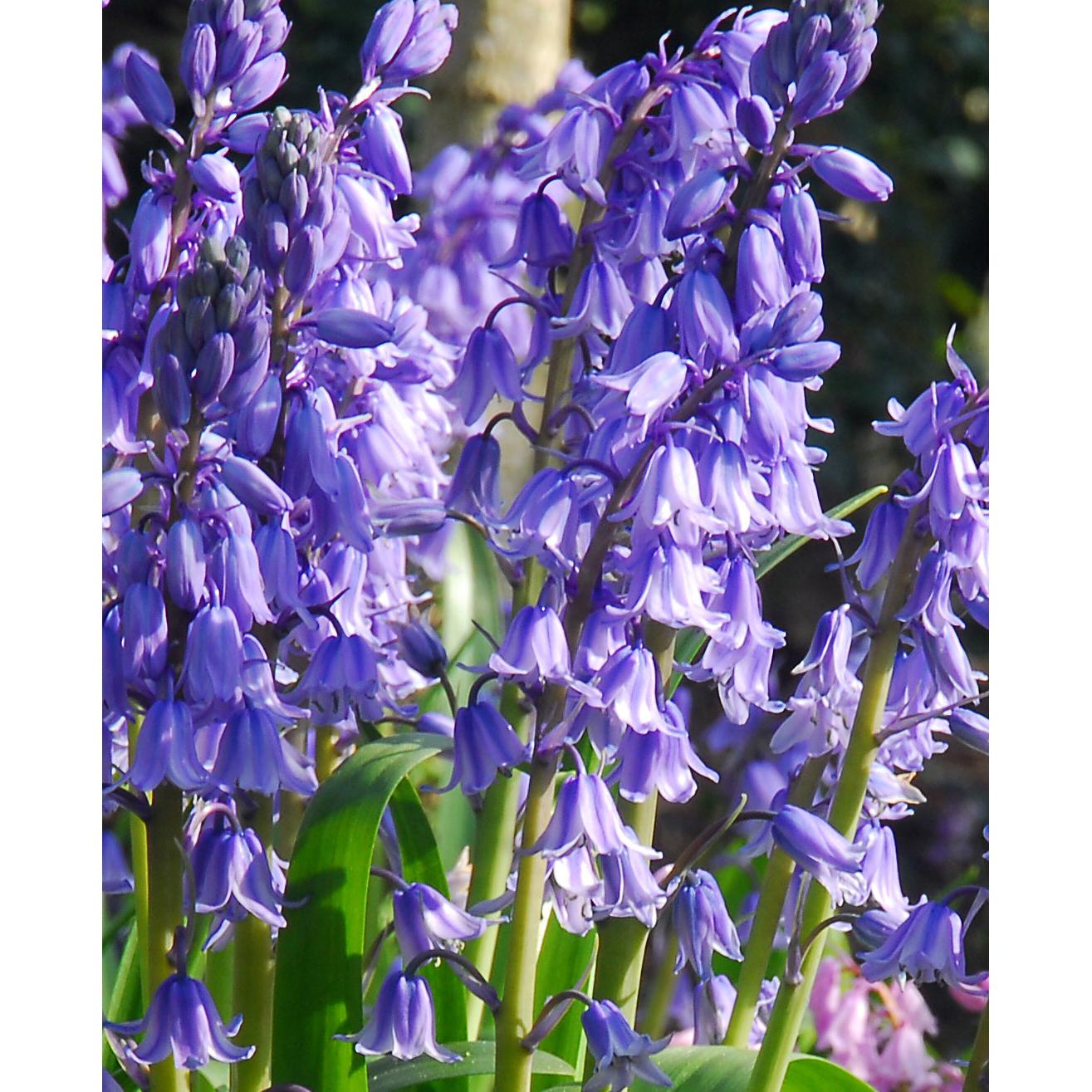 Excelsior Spanish Bluebells - 25 bulbs