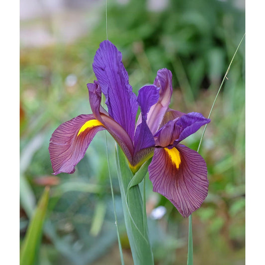 Eye of the Tiger Iris hollandica - 10 bulbs