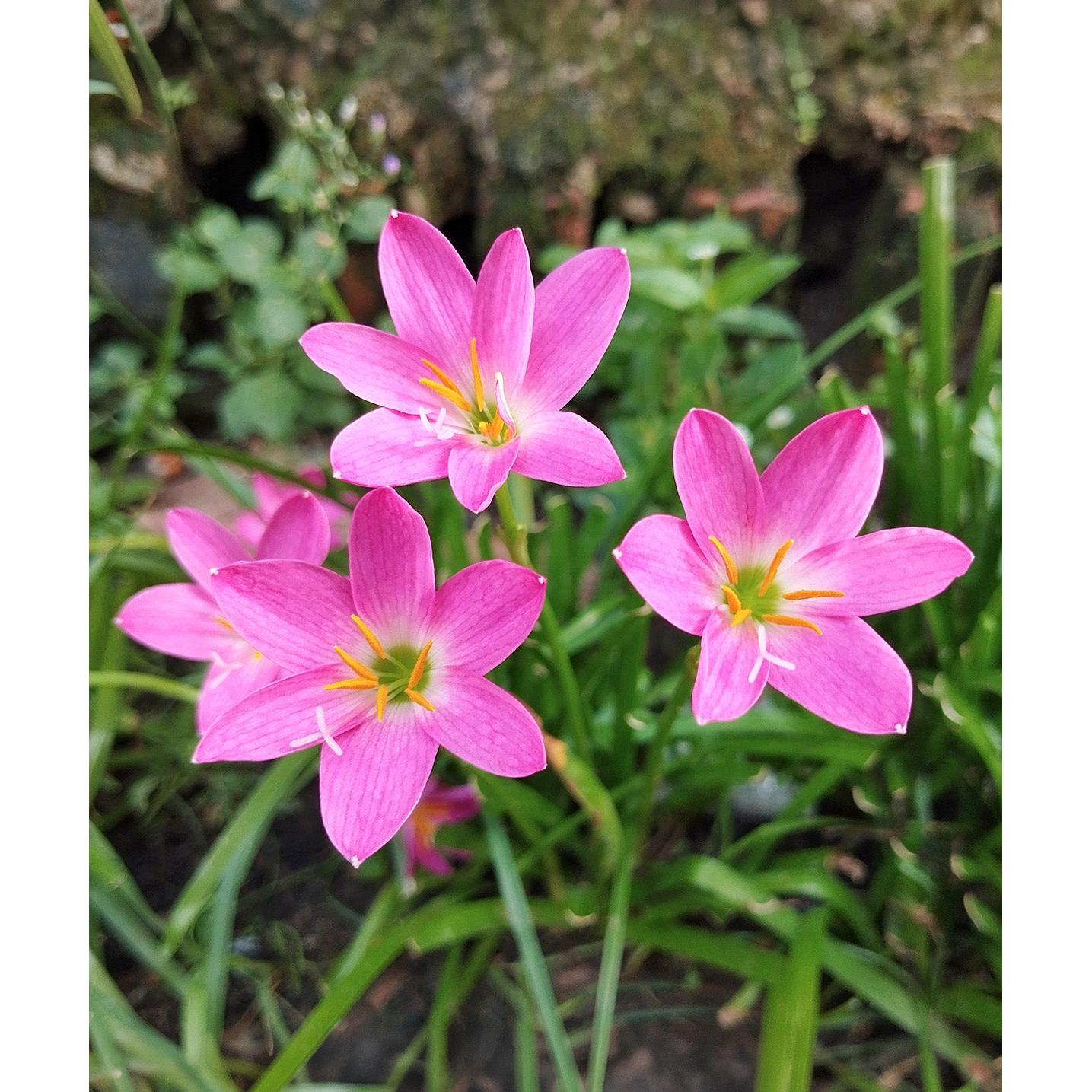 Fairy Lilies - 25 bulbs