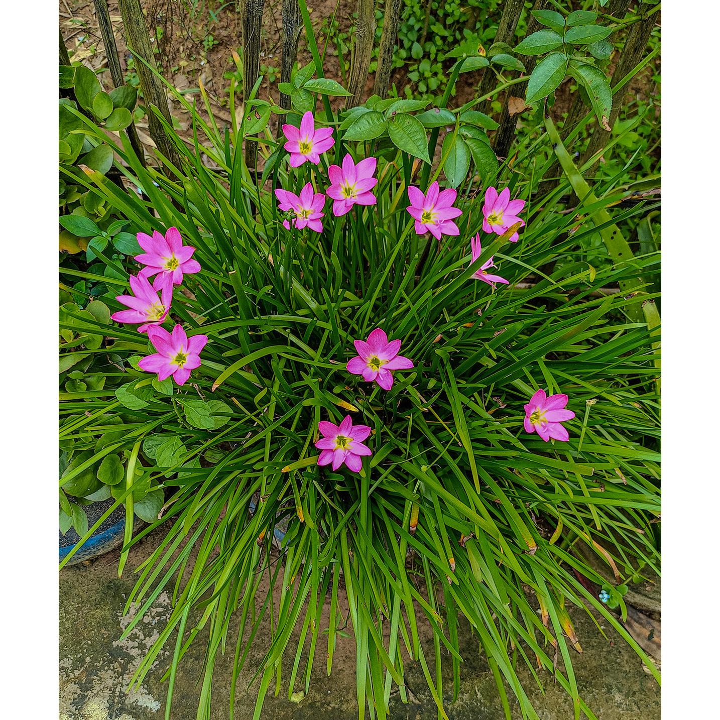 Fairy Lilies - 25 bulbs